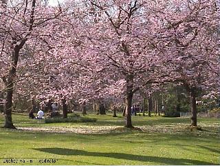 Cherry blossom in Bushey Park